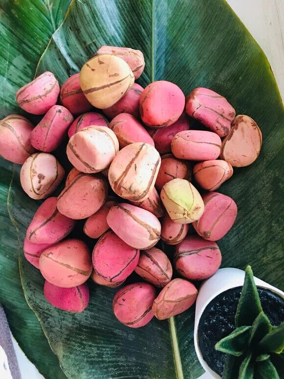 african kola nut freshly from africa 07 nuts per pack high quality great!
