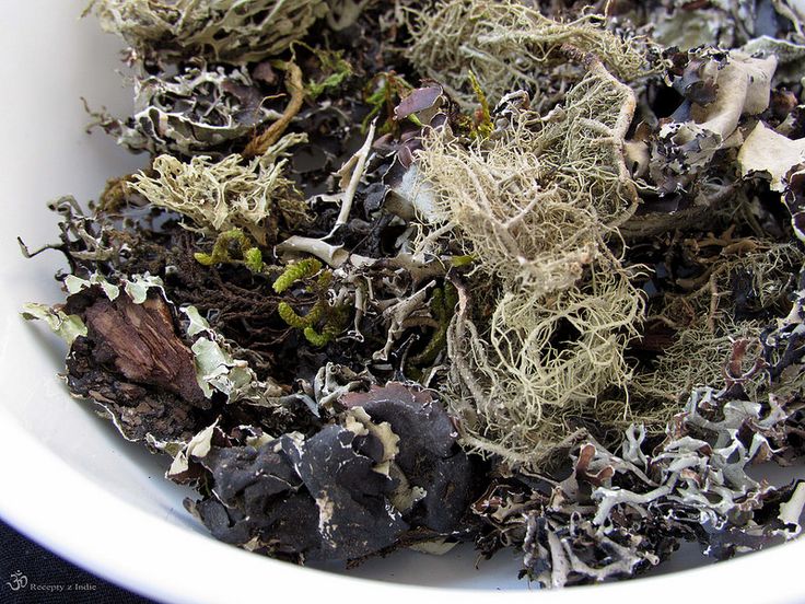 black stone flower (kalpasi) #akochutimasala #receptyzindie #indickakuchyna #indickakuchyne #indickerecepty #suroviny #ingredients #kalpasi #blackstoneflower