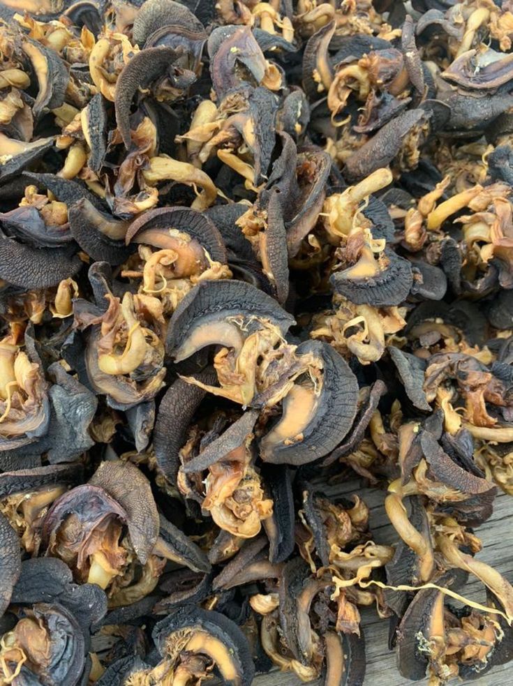 dried snails